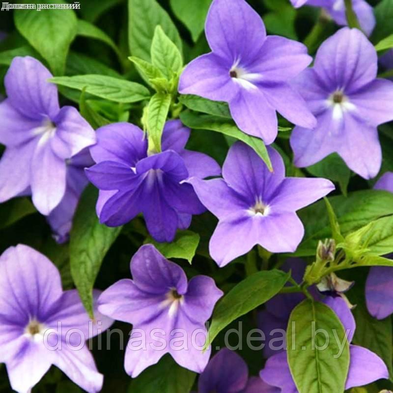 Агрофирма Поиск Броваллия красивая Сине-Фиолетовая