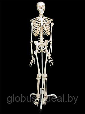 Скелет человека на подставке (170 см.) - фото 1 - id-p23820378