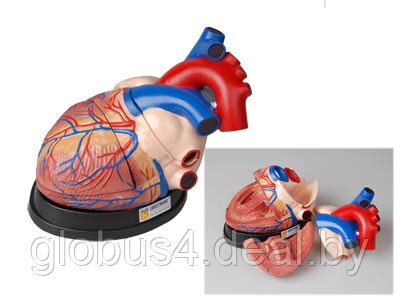 Модель сердца в разрезе (демонстрационная) - фото 1 - id-p23820634