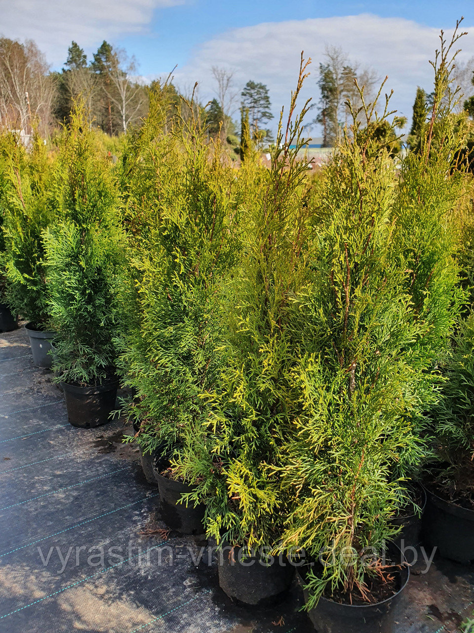 Туя  западная  Смарагд  (Thuja occidentalis  Smaragd) С10 выс. 80-100см