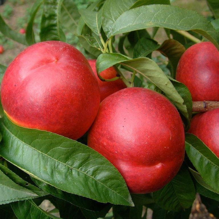 Нектарин ХАРБЛЕЙЗ, саженцы 2-х летние