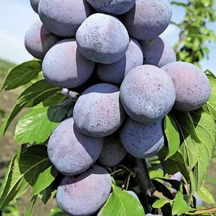 Слива колоновидная (узкопирамидальная) Блю Свит