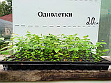 Саженцы голубики сорта «НУИ»., фото 3
