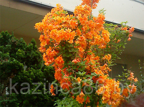 Азалия "Оранж Хит" (оранжевый), C2 - фото 2 - id-p188430924