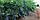 Саженцы голубики сорт Блюкроп (Bluecrop) двухлетка, фото 3