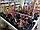 Саженцы голубики сорт Цукертраубе (Zuckertraube) двухлетка, фото 2