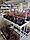Саженцы голубики сорт Цукертраубе (Zuckertraube) двухлетка, фото 3