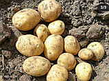 Картофель свежий, фото 3