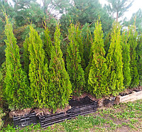 Туя западная "Smaragd" (Thuja occidentalis) С10 160см