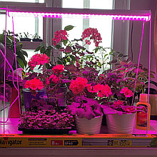 Фитосветильник для растений NEL-FITO-8-LED 0,6м