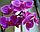 Durpeta Грунт для орхидей (субстрат), 5л., Литва, фото 2