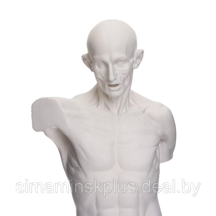 Гипсовая фигура анатомическая: Торс Гудона, 12 х 15 х 48 см - фото 2 - id-p189550543