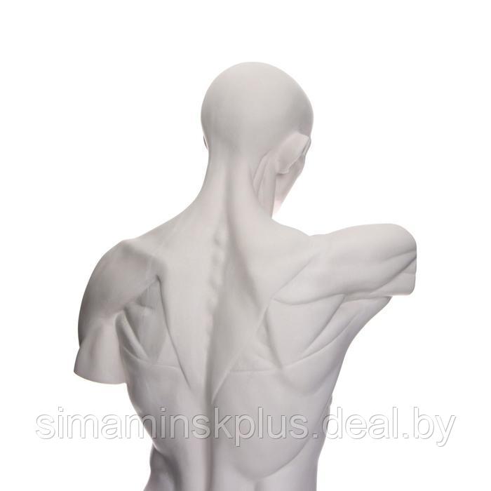 Гипсовая фигура анатомическая: Торс Гудона, 12 х 15 х 48 см - фото 5 - id-p189550543