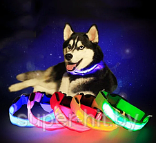 Светящийся ошейник для собак (3 режима) Glowing Dog Collar, фото 2