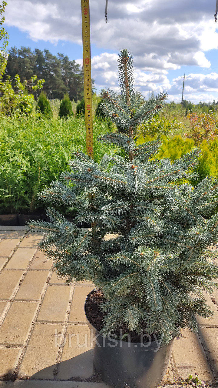 Ель колючая сизая-голубая (Glauca). Высота 50-70см С7