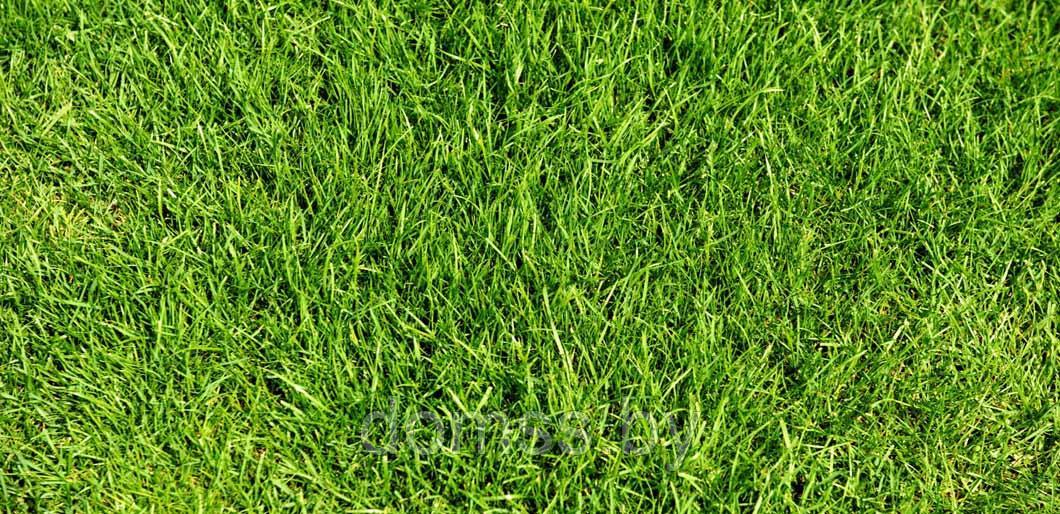DLF-Trifolium Семена Газонной травы Гольфмастер, 10кг (GolfMaster). Травосмеси серии Masterline - фото 5 - id-p157690599