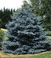 Ель колючая Фат Альберт (Picea pungens Fat Albert) С3