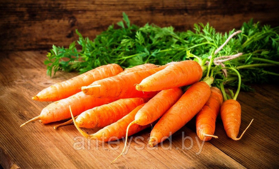 Морковь столовая свежая - фото 1 - id-p1774990