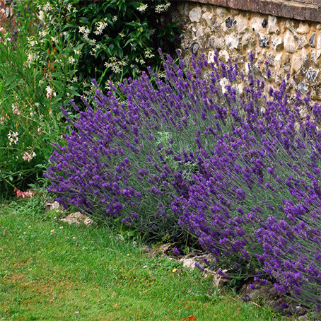 Лаванда узколистная 'Hidcote'