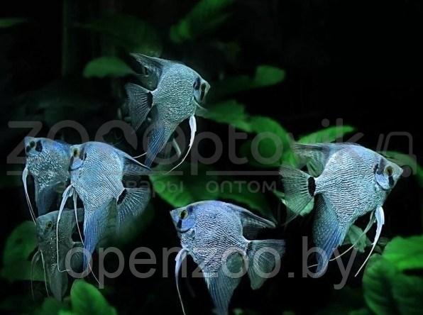 ZooAqua Скалярия голубая 3-3.5 см - фото 2 - id-p190643303