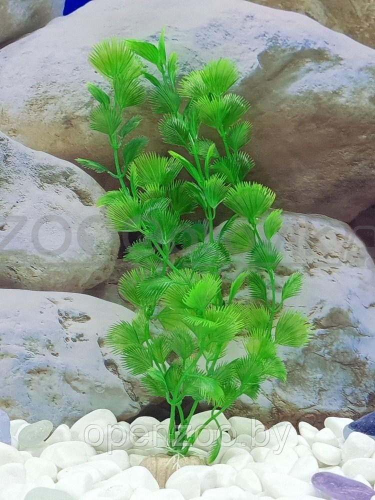 Silver Berg Растение для аквариума (30 см) Silver Berg №330 - фото 3 - id-p190643315