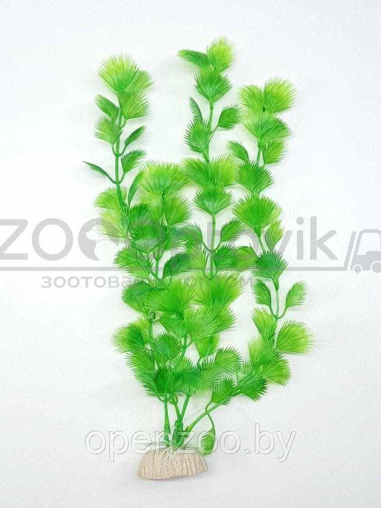 Silver Berg Растение для аквариума (30 см) Silver Berg №330 - фото 4 - id-p190643315