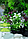 Silver Berg Растение для аквариума (30 см) Silver Berg №130, фото 2