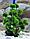 Silver Berg Растение для аквариума (30 см) Silver Berg №130, фото 4