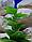 Silver Berg Растение для аквариума (30 см) Silver Berg №135, фото 3