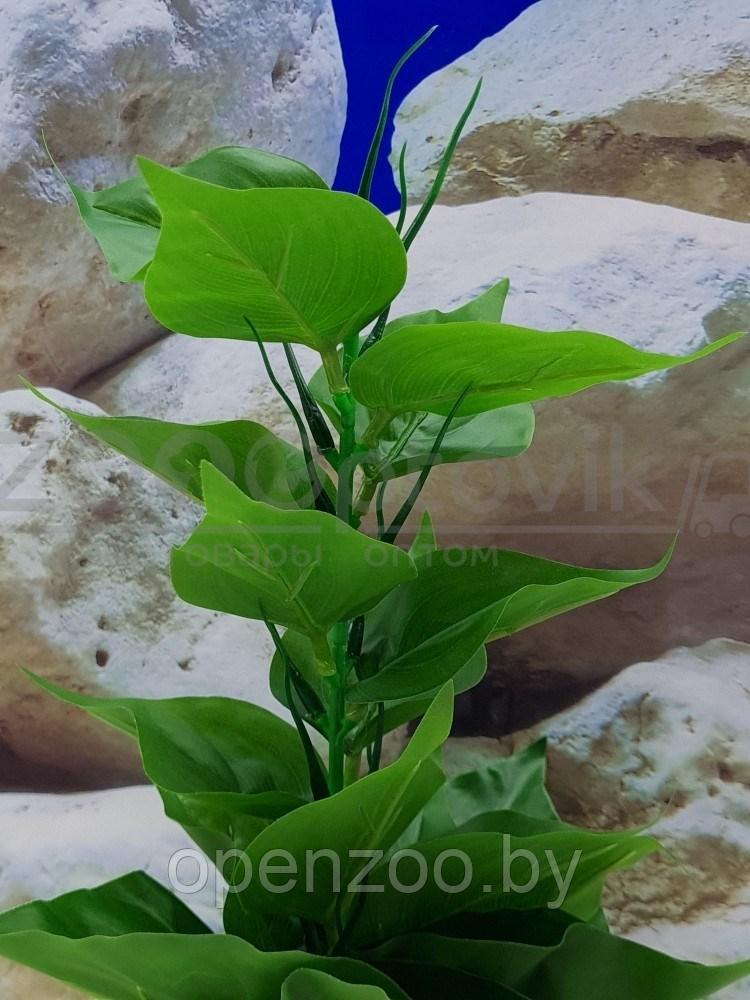 Silver Berg Растение для аквариума (30 см) Silver Berg №135 - фото 3 - id-p190643327