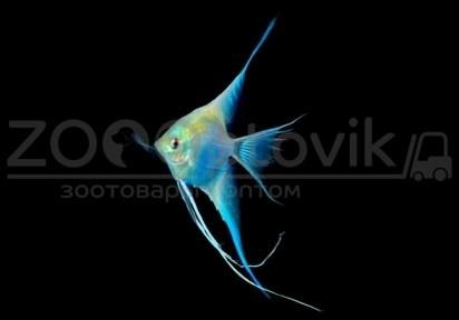 ZooAqua Скалярия голубая 3-3.5 см - фото 1 - id-p190647534