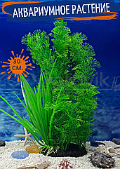 Silver Berg Растение для аквариума (30 см) Silver Berg №134