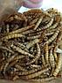 ZooAqua Мучной червь корм для рептилий, рыбы и птицы 50 мл, фото 4