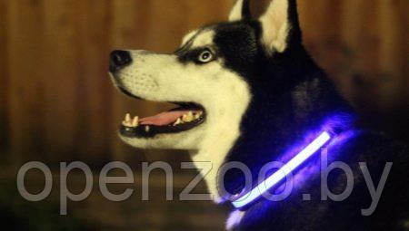 Светящийся ошейник для собак (3 режима) Glowing Dog Collar Голубой S (MAX 40sm)