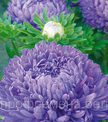 Астра карликовая Голубая мечта, семена, 0,3гр., (сдв) - фото 1 - id-p191016828