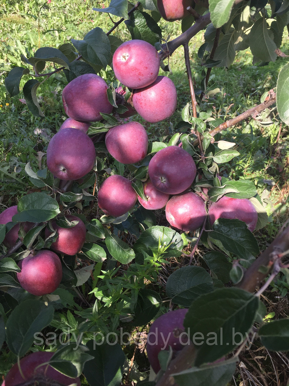 Саженцы яблони Имант - фото 1 - id-p2339453