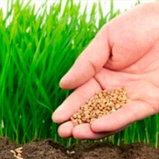 Семена Газонной травосмеси Липпа Лилипут, 10 кг. Lippa-Liliput Extra Fine Lawn Дания EuroGrass, фото 4