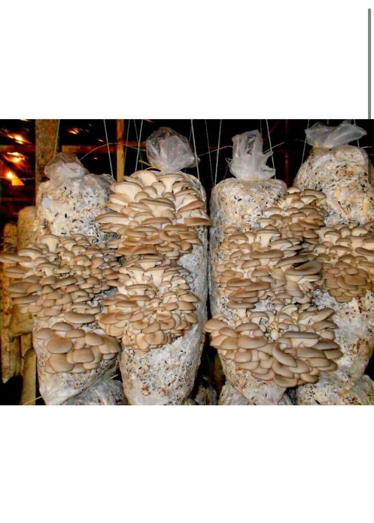 Мешки для выращивания грибов - фото 1 - id-p191421945
