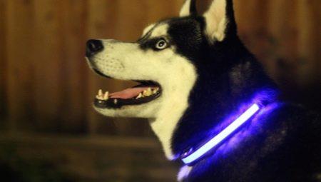 Светящийся ошейник для собак (3 режима) Glowing Dog Collar Голубой S (MAX 40sm) - фото 1 - id-p179629706