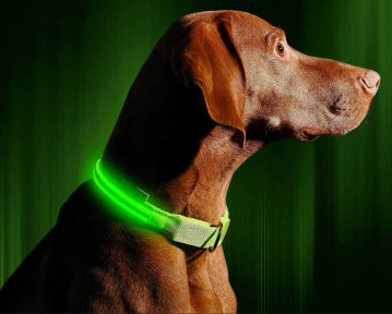 Светящийся ошейник для собак (3 режима) Glowing Dog Collar Зеленый S (MAX 40 sm) - фото 1 - id-p191703935