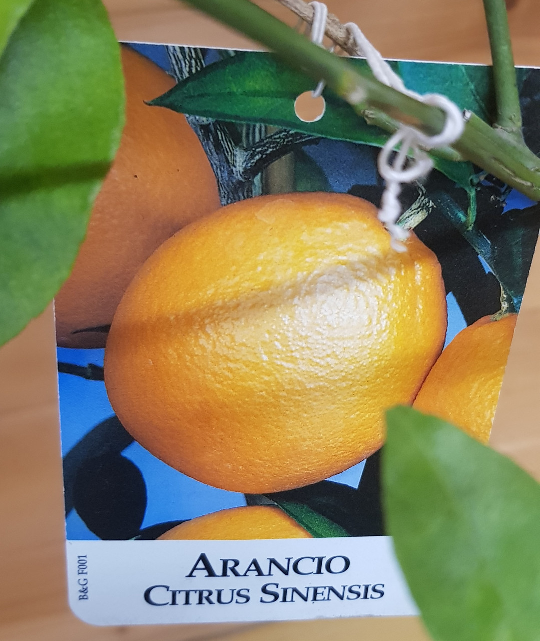 Цитрус Апельсин, Апельсиновое дерево, Аранция (Citrus sinensis) Высота 80-90см Диаметр горшка 20см - фото 3 - id-p170158322