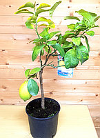 Цитрус Лимон Феминелло (Limon Femminello) Высота 70-80 см Диаметр горшка 20см