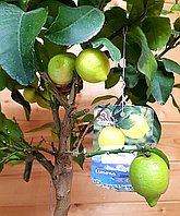 Цитрус Лимон Пане (Limon Pane) Высота 80 см Диаметр горшка 20 см