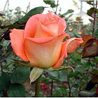 Роза чайно-гибридная EXOTICA, фото 2