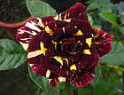 Роза чайно-гибридная Hocus Pocus, фото 4