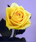 Роза чайно-гибридная KERN, фото 4