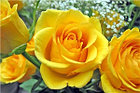 Роза чайно-гибридная KERN, фото 3