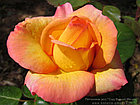 Роза чайно-гибридная Philippe Noiret, фото 2