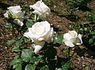 Роза чайно-гибридная PASCALI, фото 3
