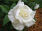 Роза чайно-гибридная PASCALI, фото 5